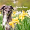 Sleepy Dogs、Music for Calming Dogs、Music for Leaving Dogs Home Alone - Midnight Call