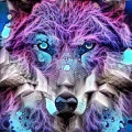 Aden - Wolf