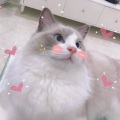 小枫同学 - 追风
