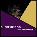 Supreme Dog Dream Moments