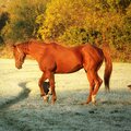 FLUID - This Stallion