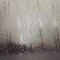柠檬薄荷蜜 - 风雨中的美丽
