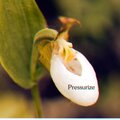 james marsden - Precancel