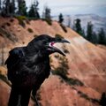 FLUID - Squawking in the Background