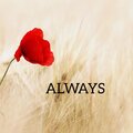 サラシナルカ、Hoàng Dũng - Always