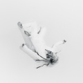 ASH ISLAND - 24