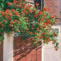 花会沿路盛开