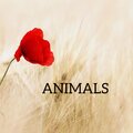 サラシナルカ、Hoàng Dũng - Animals