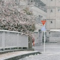 优雅先生 - 加油鸭
