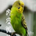 小雨轻柔 - 虎皮鹦鹉 轻柔版
