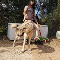 La Maliss、cln - Pitt bull