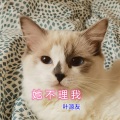 叶源友 - 她不理我