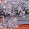 季婕、傲栗 - 素问