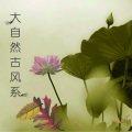 助眠纯音乐 - 鸟鸣山涧