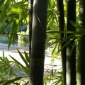 幽兰 - 以我情深许你白首
