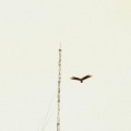 Airline