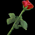赤瞳 - Rose