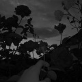 CRSHV - Sad Nilgt