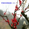 幸福老妈 - 你是陪我风雨的人