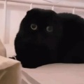 锦零 - 黑猫警长