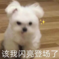 白盏糖糖 - 东山一把青