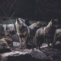 Kristian Vuljar - Wolves