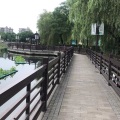 冰恋雪 - 丁香花
