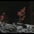 甜糕 - 上里与手抄卷 (|闫东炜)