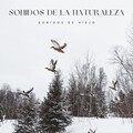 Ruido Del Sueno、Naturaleza Sonidos、Sonidos de la Naturaleza para Dormir - Lluvias Congeladas Y Montañas