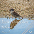 Binaural: Sounds of Chirping Birds for Study Vol. 1