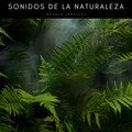 Bosque Tropical、Academia de Música con Sonidos de la Naturaleza、Musica Relajante Specialistas - Canciones De Pájaros Forestales