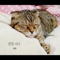 LeeZu - 안녕 니찌