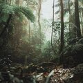 Soothing Sleep Sounds - Rainforest (Loopable)