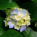 王旭 - 丁香花