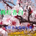 谢泽嘉 - 桃花红杏花白 (Remix)
