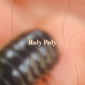 Roly Poly