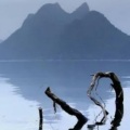 方帅 - 丁香花