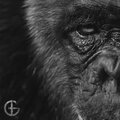 Generator - Simian