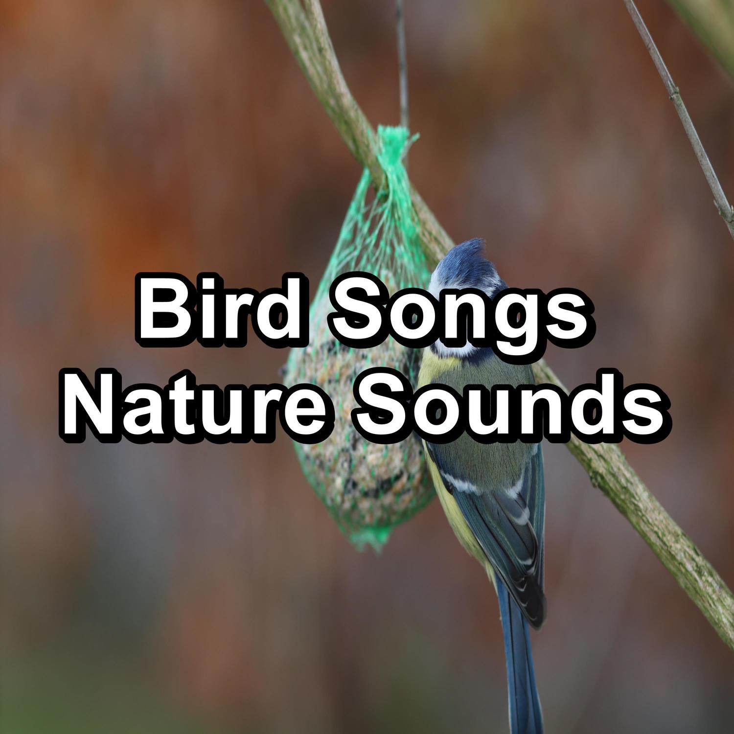 Nature Sounds、Nature、Animal and Bird Songs - Birdsong Ambience Sounds For Your Baby