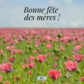 sly - Detourné