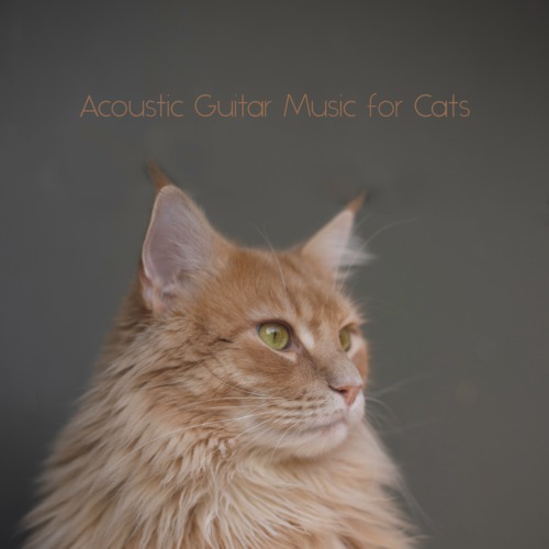 Cat Music、Music For Cats、Cats Music Zone - A New Day