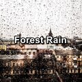 Forest Rain