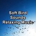 Baby Sleep Aid、White Noise Baby Sleep、Baby Sleep Music - Birds Sounds Garden Bird Songs To Repeat the Whole Night