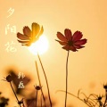 韩磊 - 夕阳花