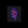 WrizzWizz、Hoorain Music - Stargaze (feat. Wrizzwizz)