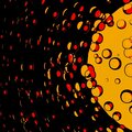 lotaso - Reproduction