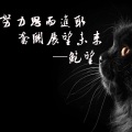 鲍望 - 短暂爱一场