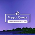Forest Sounds - Forest Rain Soundscape
