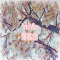 YUME - 薄桃色