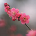 刘子楠 - 葬花吟